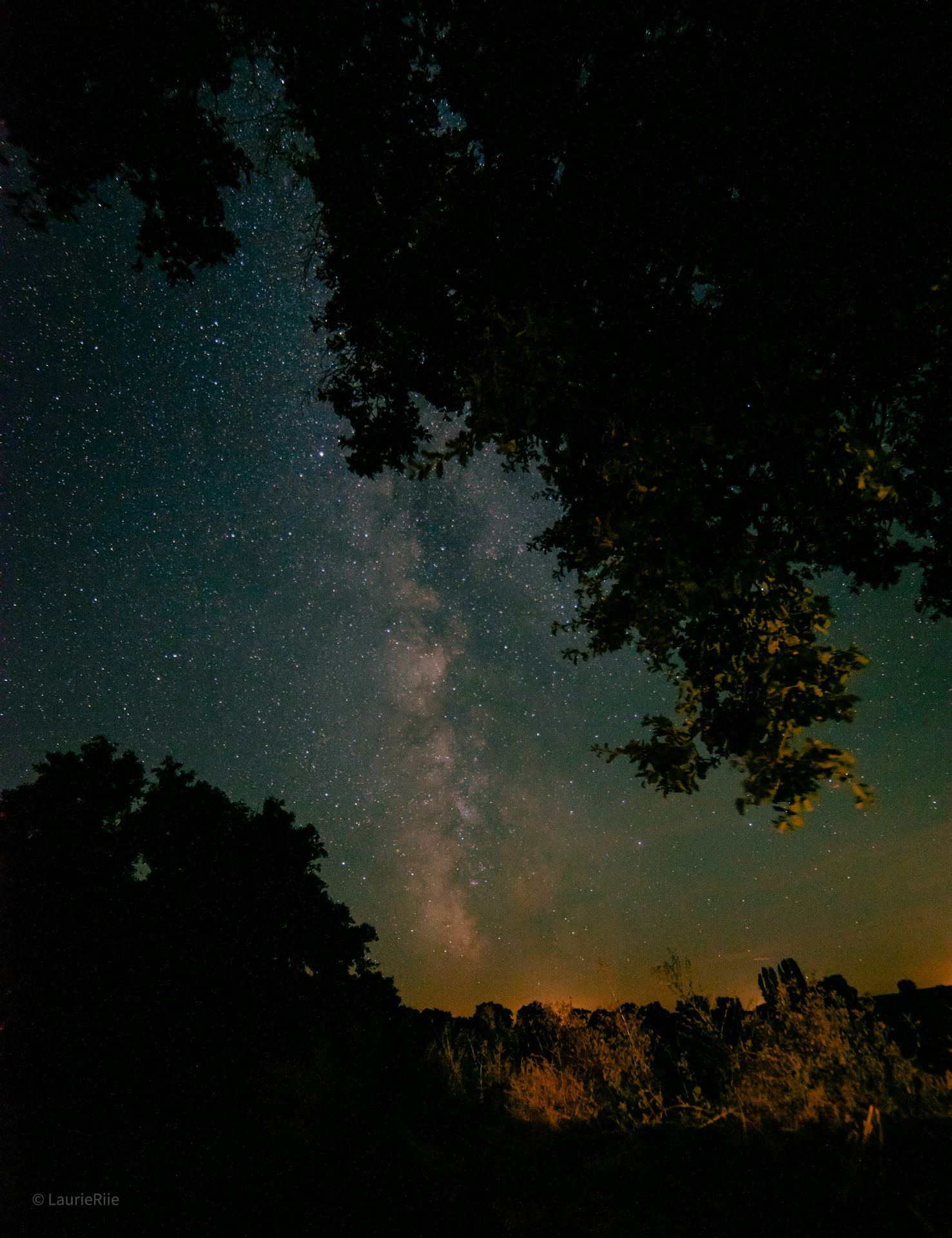 The night sky is filled with stars and trees